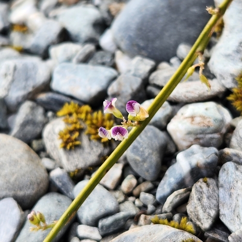 Leafless Broom (Carmichaelia juncea)