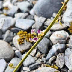 Leafless Broom (Carmichaelia juncea)