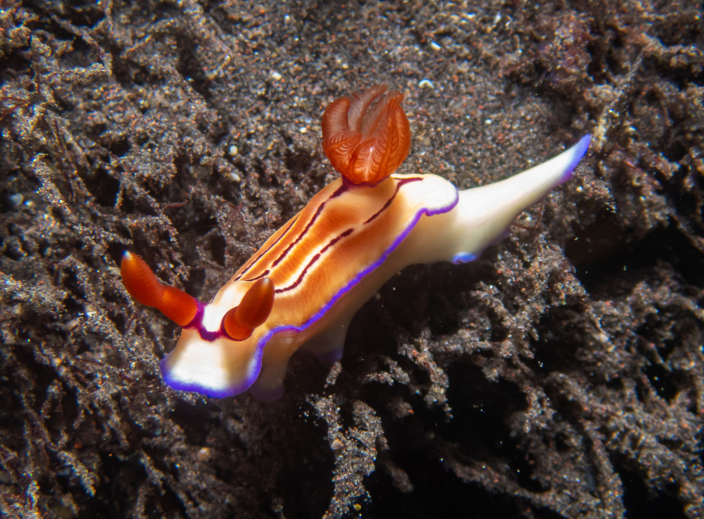 Triple-striped Split-tooth Dorid