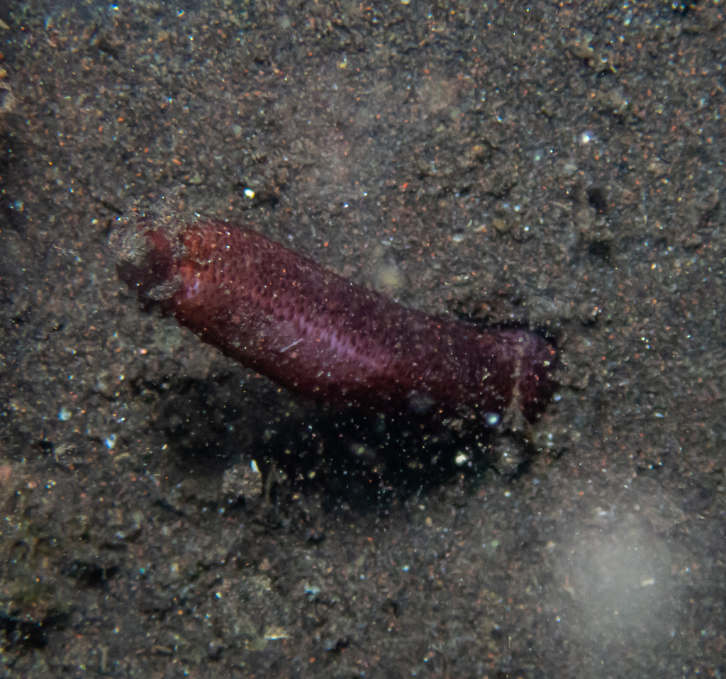 Luzon seastar