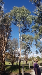 Eucalyptus dalrympleana
