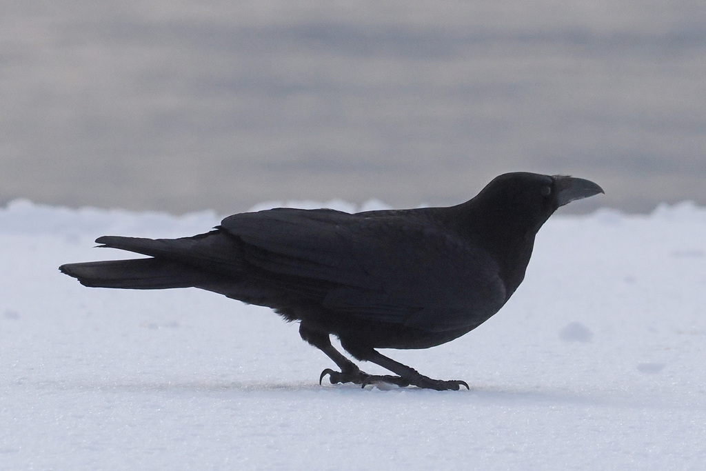 January Crow Carrion Crow from Rausu, JP-HK, JP on January 24, 2024 at 09:27 AM by ...