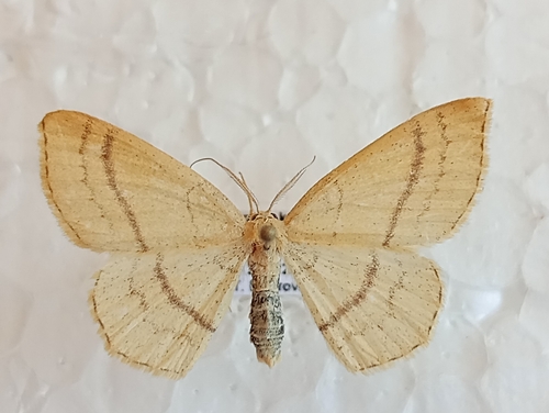 piadica buková (Cyclophora linearia)