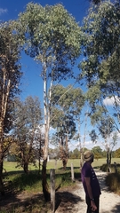 Eucalyptus dalrympleana