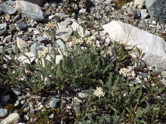 Achillea nana