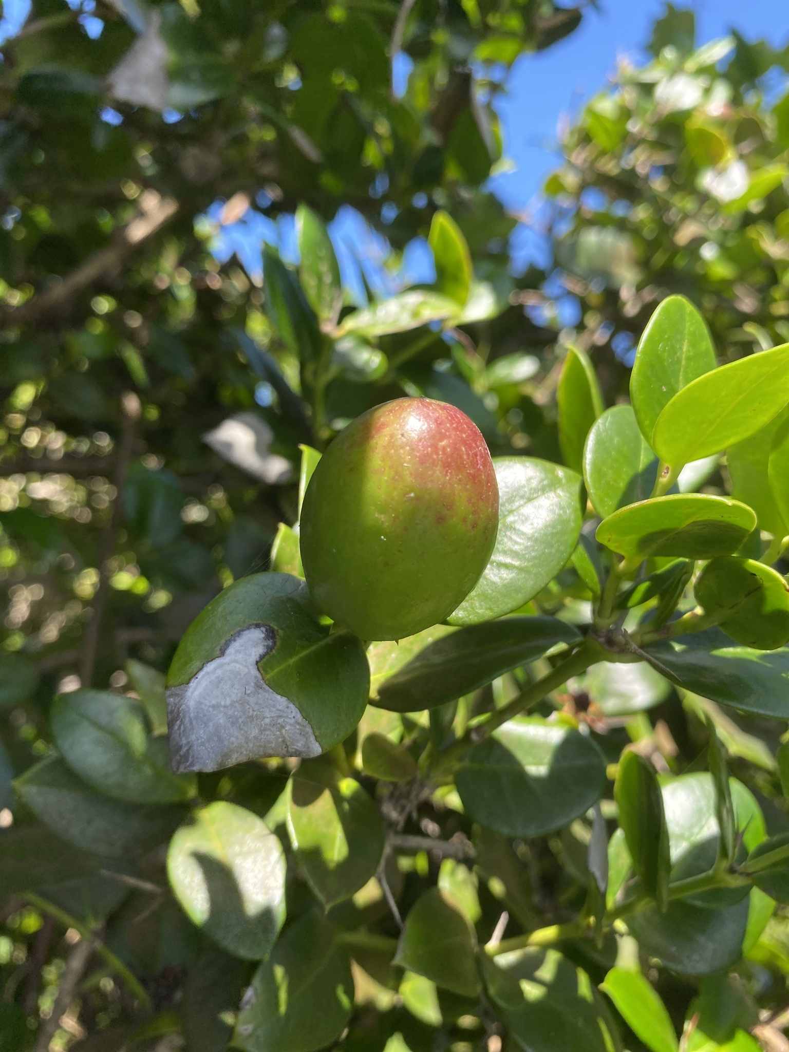 Imagem de Natal-plum