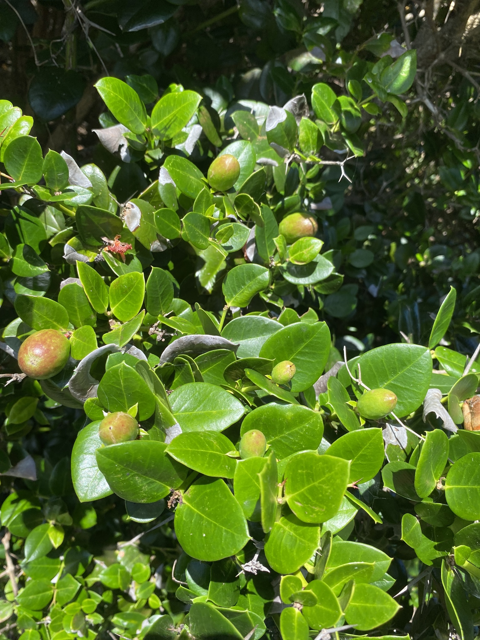Imagem de Natal-plum