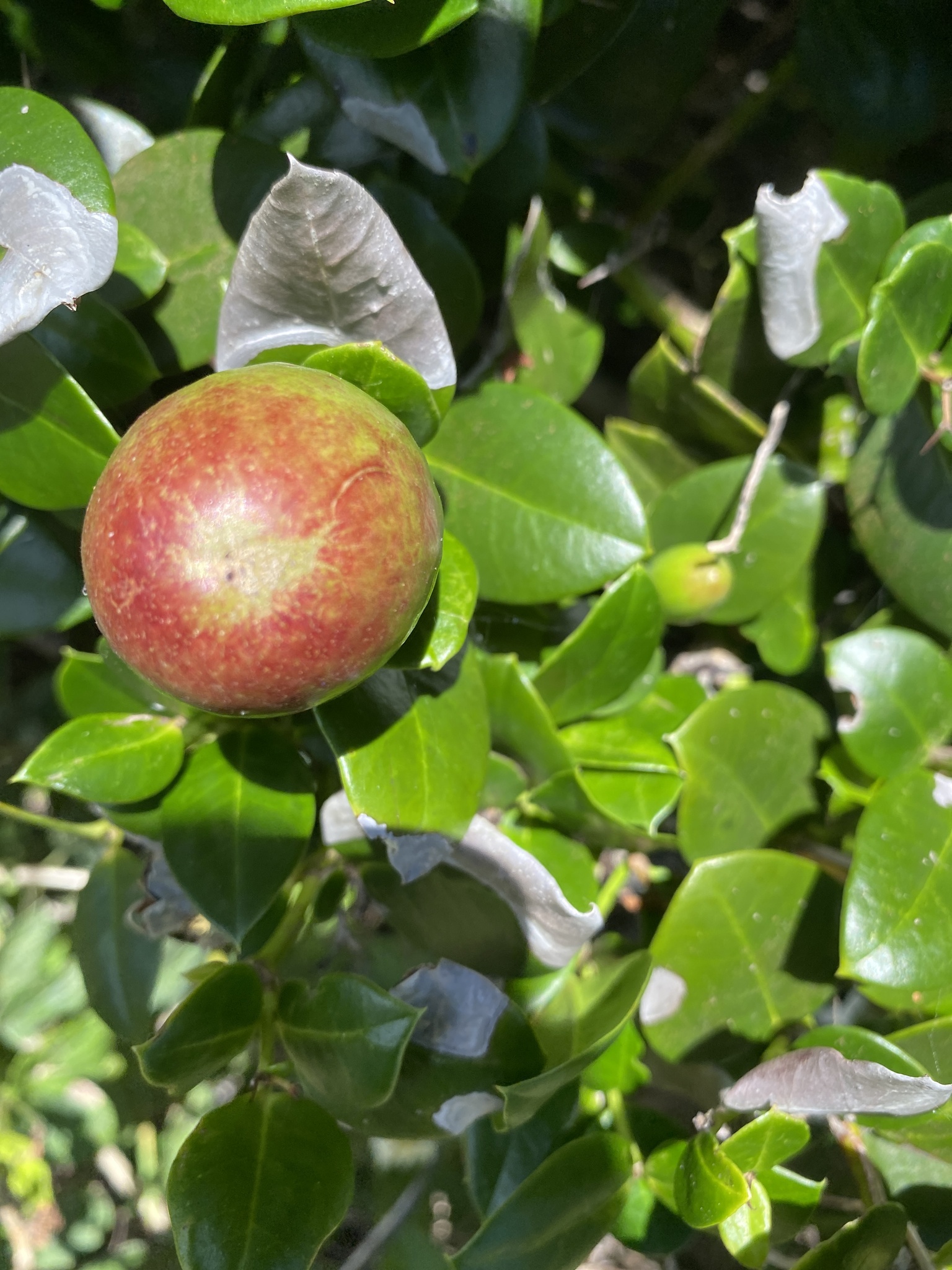 Imagem de Natal-plum