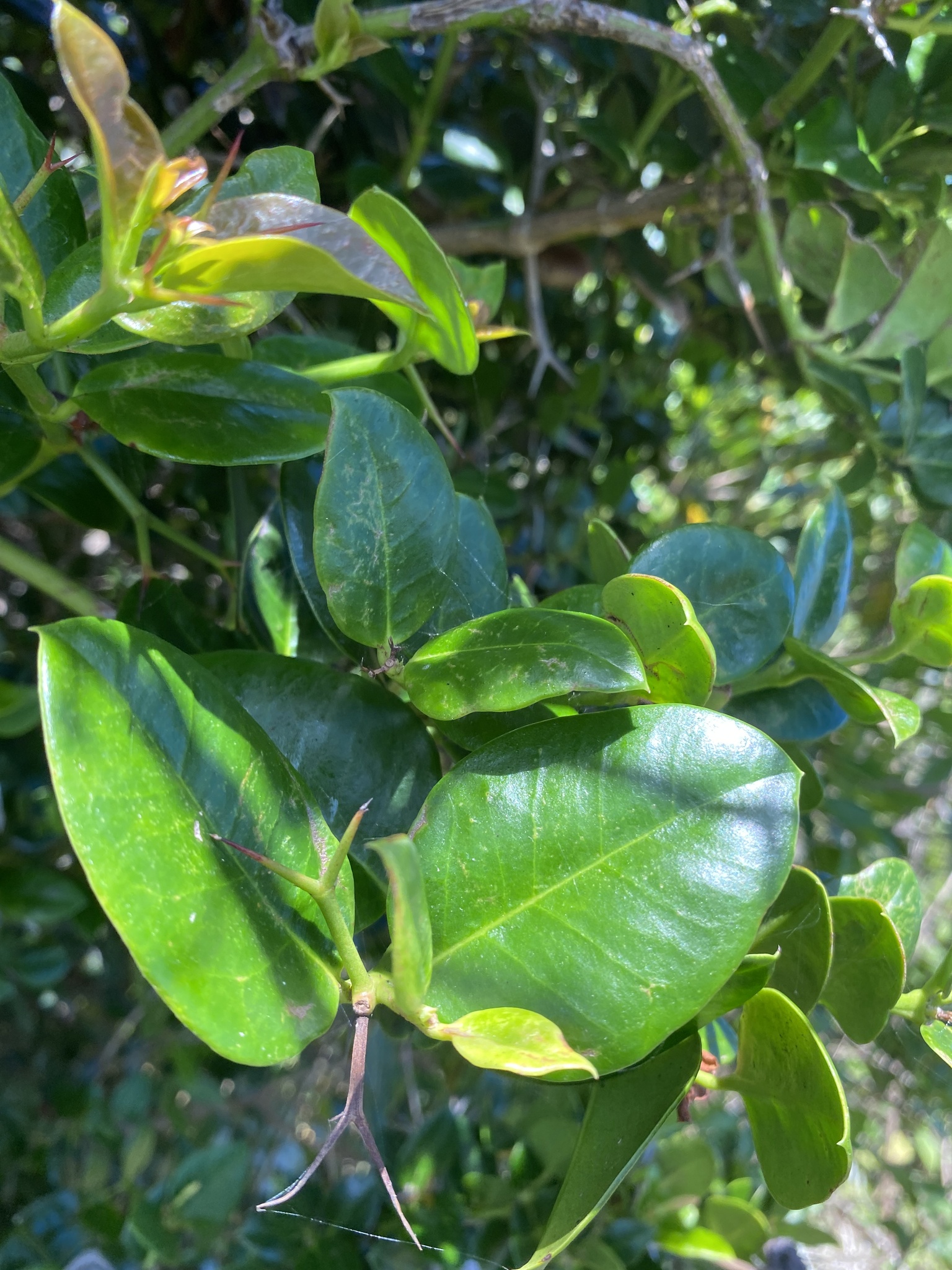 Imagem de Natal-plum