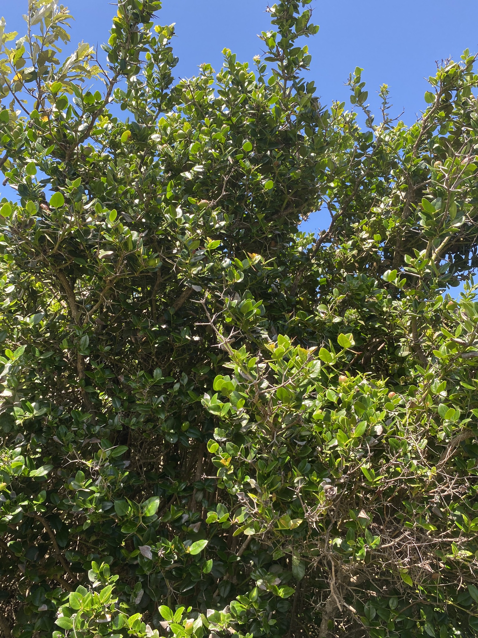 Imagem de Natal-plum