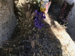 Delphinium parishii subglobosum