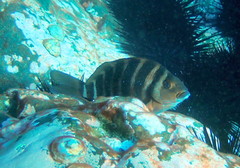 Chirodactylus spectabilis