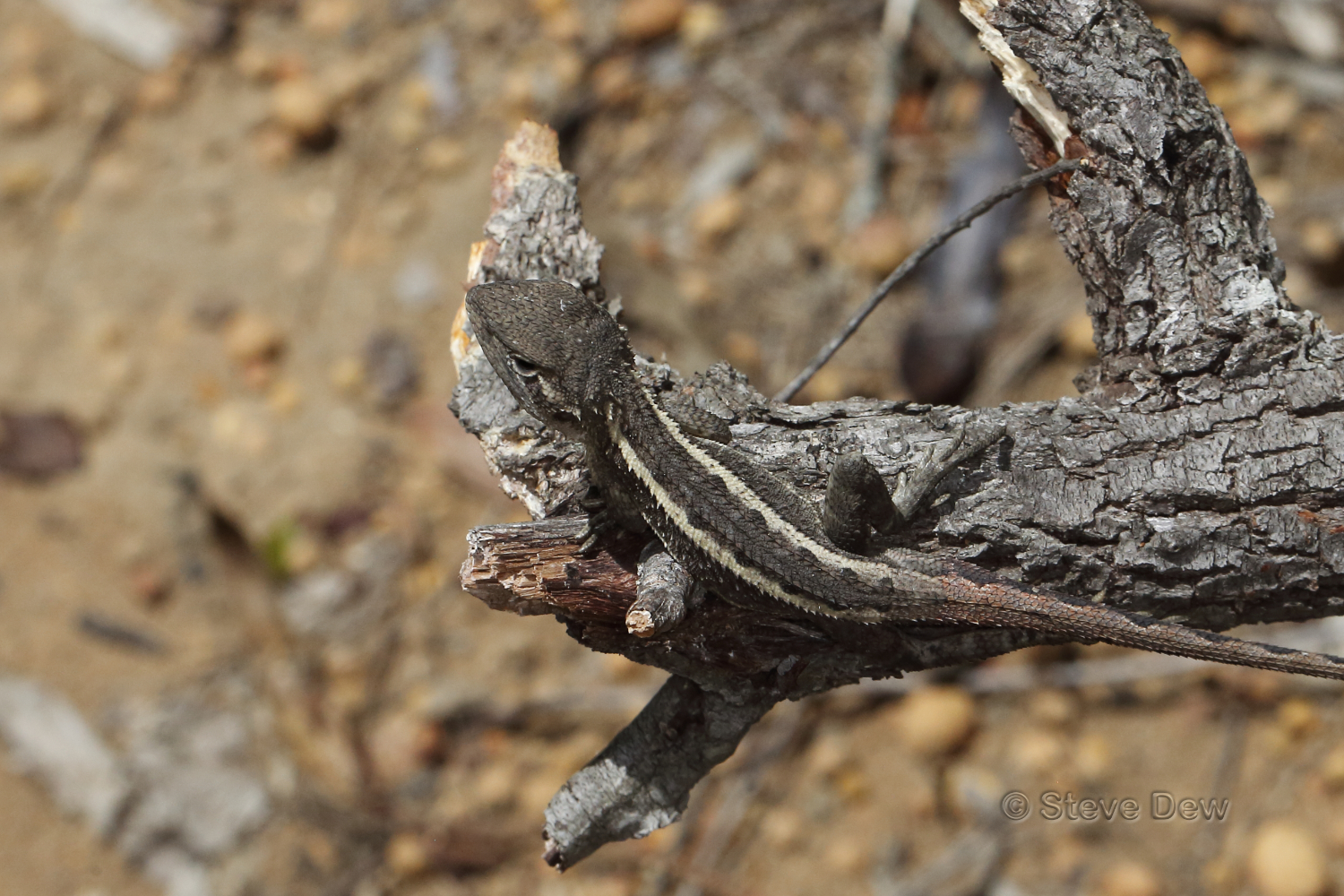 Bauhinia Two-Lined Dragon photo 8