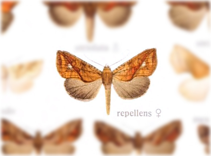 Plusiodonta repellens