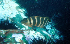 Chirodactylus spectabilis