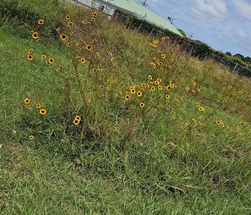 Foto de Margarida-dourada