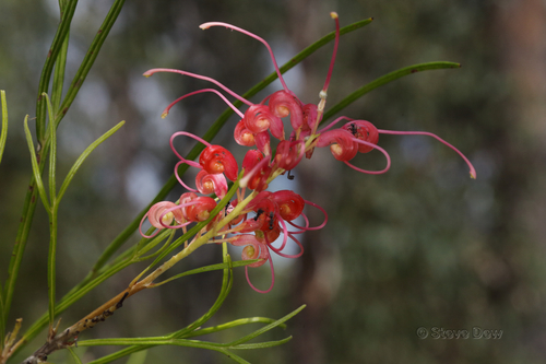Grevillea longistyla Hook.