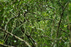 Selenicereus inermis