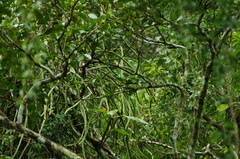 Selenicereus inermis, photograph (c) Carlos Domínguez-Rodríguez, some rights reserved (CC BY)
