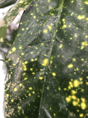 Aucuba japonica iNat (3)