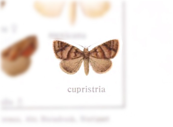 Plusiodonta cupristria