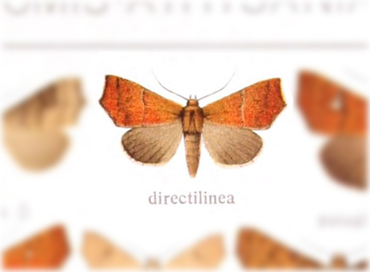 Anomis directilinea