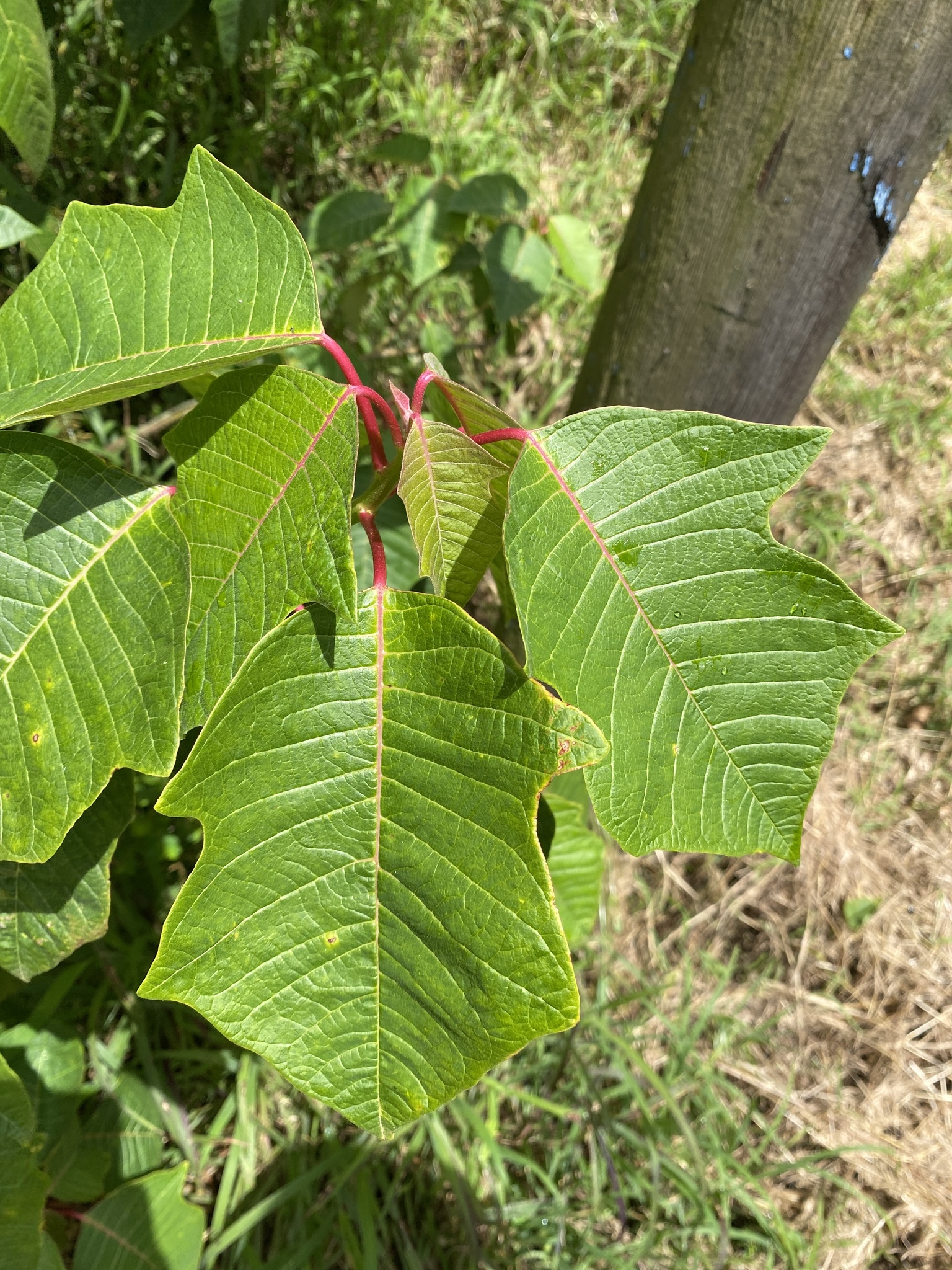 Imagem de Bico-de-papagaio