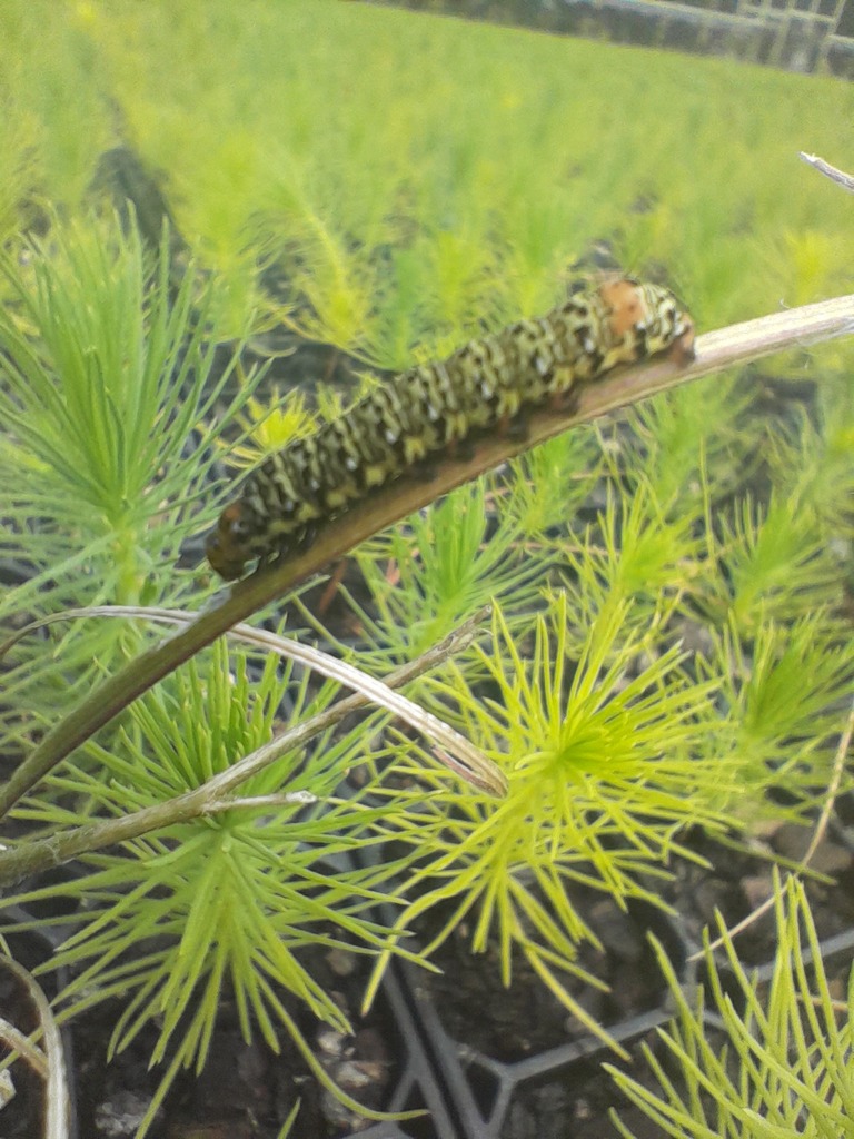 Willowherb Daymoth from Lodge Rd, Hamilton VIC 3300, Australia on