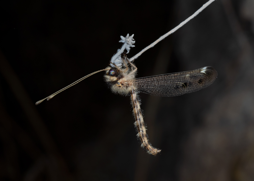 Iranoidricerus jordaniensis