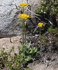 Senecio integerrimus