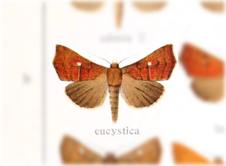 Anomis eucystica