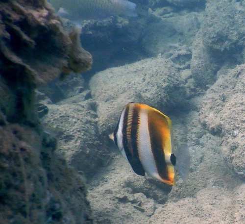 Highfin coralfish (Coradion altivelis) — Chaetodontidae — 2