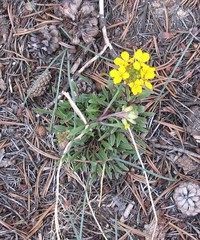 Senecio integerrimus