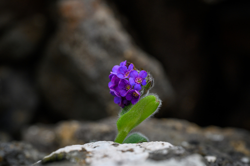 Myosotis capitata, 2024-01-24