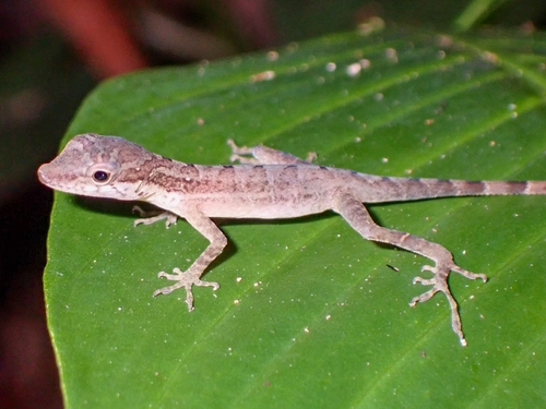 Nombre de Dios anole, Anolis zeus