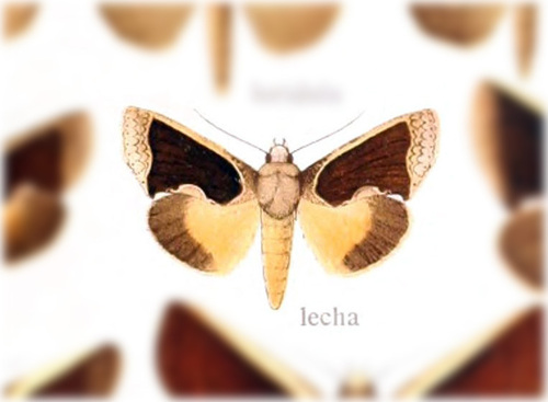 Gonodonta lecha