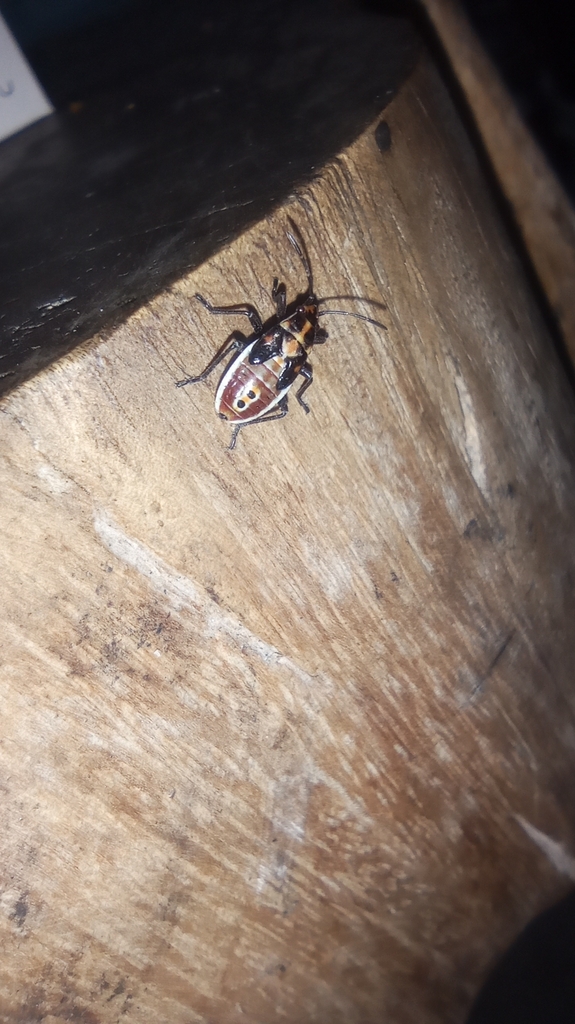 Spilostethus pandurus (Spilostethus pandurus)