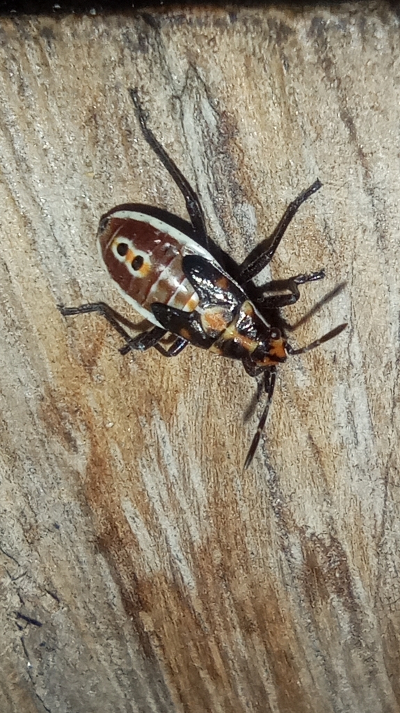 Spilostethus pandurus (Spilostethus pandurus)