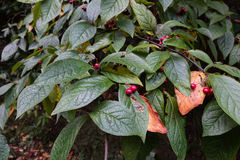 Cotoneaster bullatus