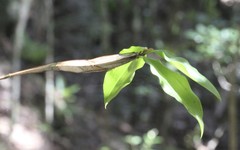 Dendrobium tetragonum