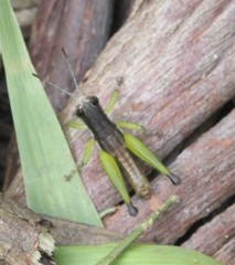 Methiolopsis geniculata