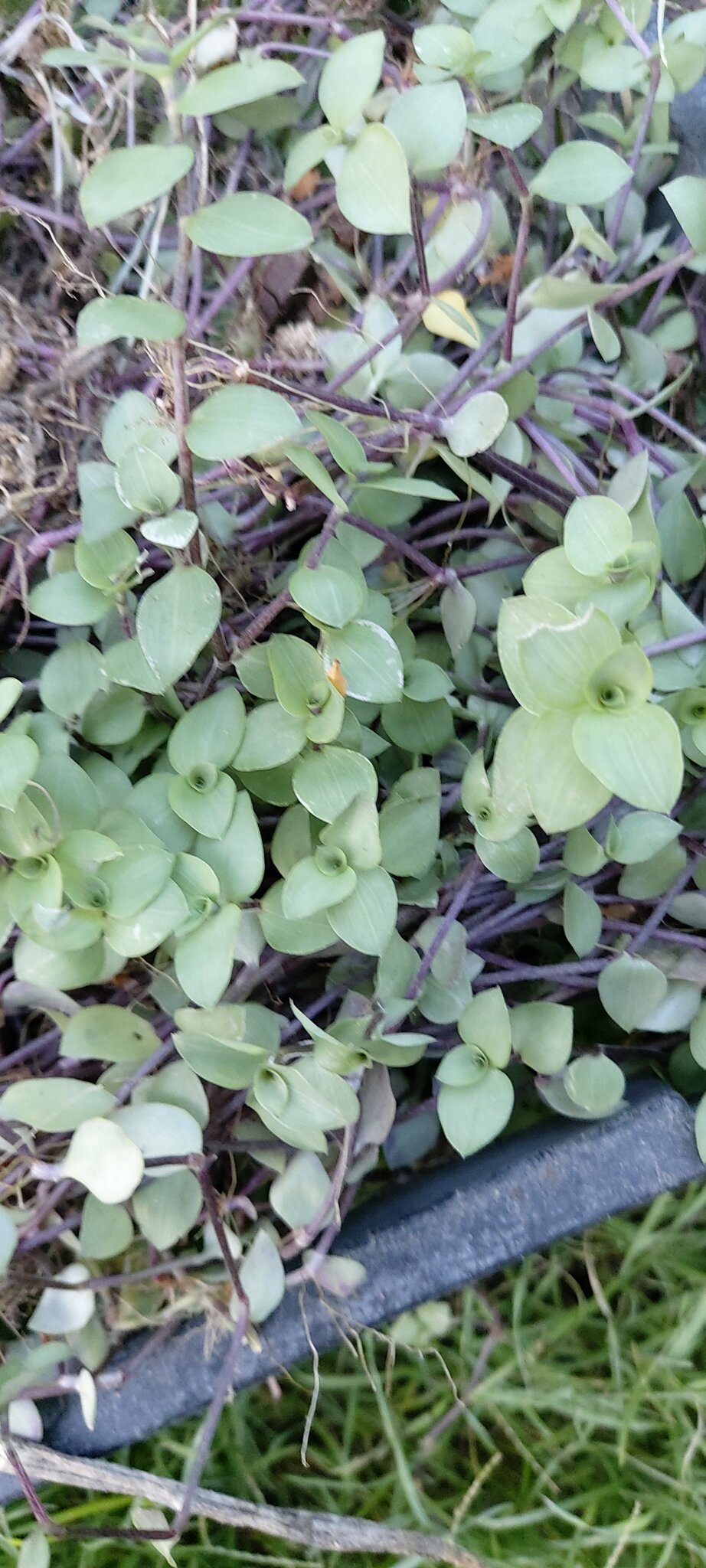Imagem de Tradescantia-nanica