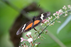 Heliconius clysonymus montanus