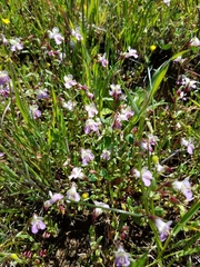 Collinsia sparsiflora
