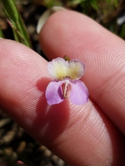 Collinsia sparsiflora