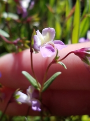 Collinsia sparsiflora