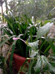 Chinese violet (Asystasiella)