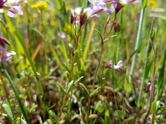 Collinsia sparsiflora