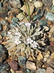Claytonia exigua