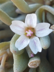 Claytonia exigua